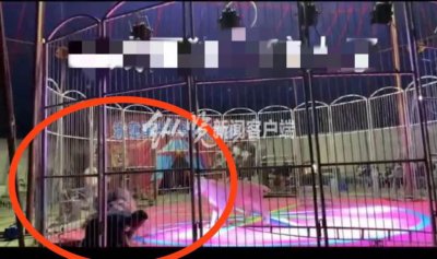 ​惊险！马戏团狮子表演时突然撕咬员工？当地最新回应