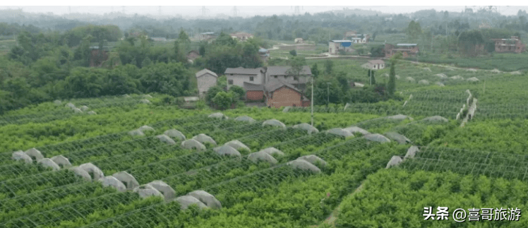 铜梁区有多少个乡镇(重庆市铜梁区各乡镇介绍)
