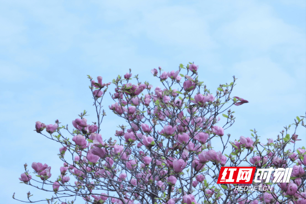 北塔区属于哪个市(邵阳北塔区有哪些街道)