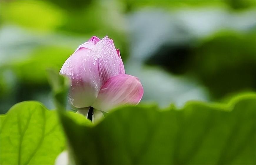 江南梅雨季节是什么时候(江南的梅雨季节什么时候开始)