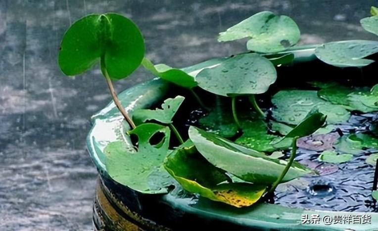 江南梅雨季节是什么时候(江南的梅雨季节什么时候开始)