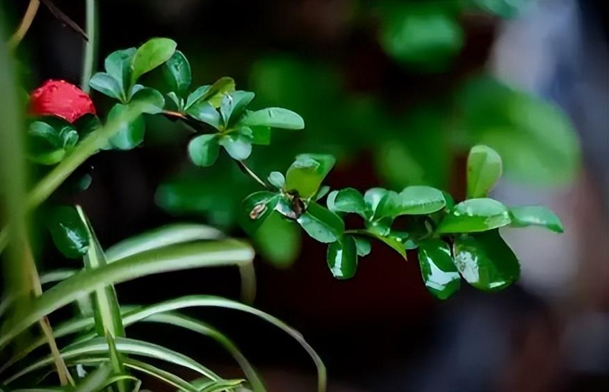 江南梅雨季节是什么时候(江南的梅雨季节什么时候开始)