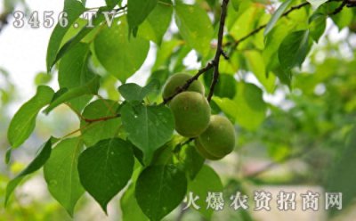 ​杏树修剪时间和方法(杏树修剪剪去哪些枝)