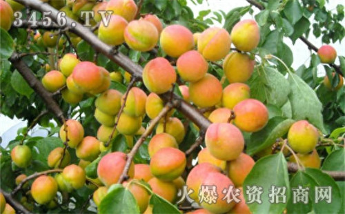 杏树修剪时间和方法(杏树修剪剪去哪些枝)