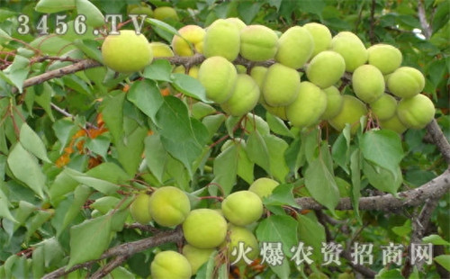 杏树修剪时间和方法(杏树修剪剪去哪些枝)