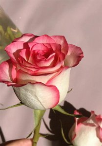 ​爱莎玫瑰花语和寓意(爱莎玫瑰适合送哪些人)