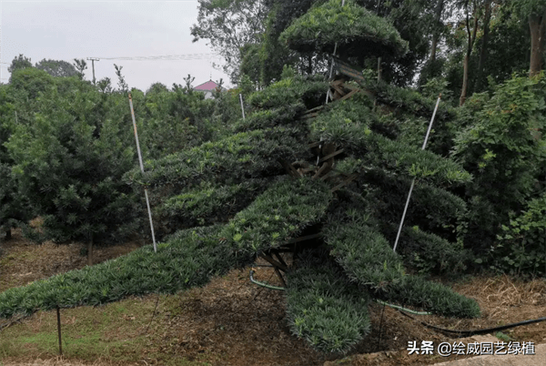 罗汉松什么品种好看(罗汉松品种哪种比较好)