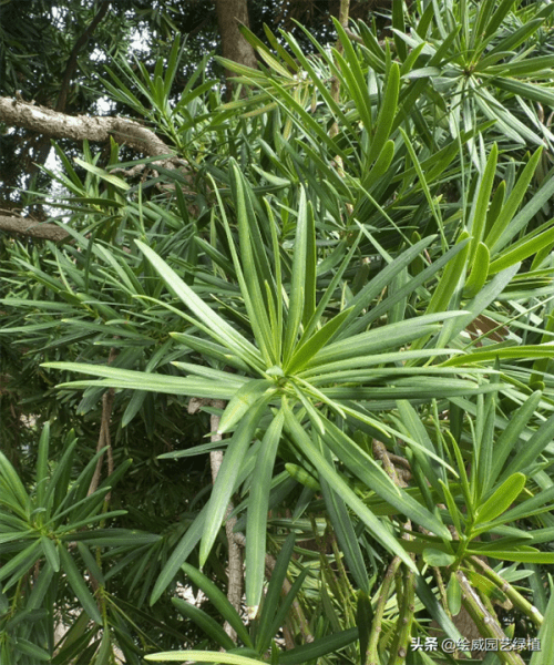 罗汉松什么品种好看(罗汉松品种哪种比较好)