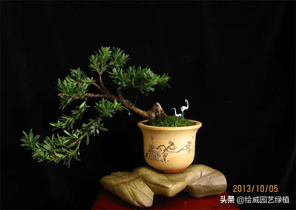 罗汉松什么品种好看(罗汉松品种哪种比较好)