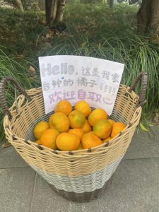 ​浙江“橘子”大学？甜度有点高！