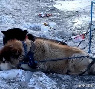 ​哈尔滨狗拉雪橇被指虐狗，网友建议取消该项目，多方回应了