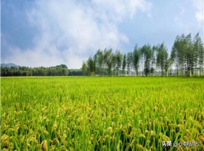 ​三农是指的哪三农(什么是三农，三农产品包括哪些？国家为什么大力扶持？)