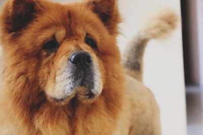 ​世界上十大美丽的狗品种，中国犬种上榜