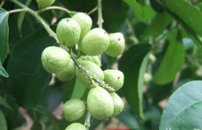 盘点地球上16种最致命的动植物