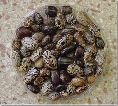 盘点地球上16种最致命的动植物