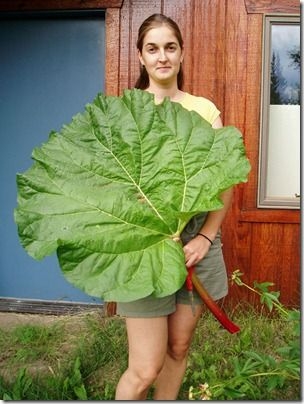 盘点地球上16种最致命的动植物