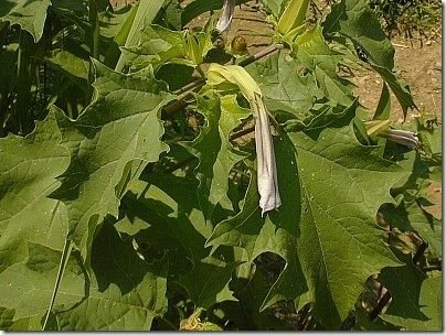 盘点地球上16种最致命的动植物