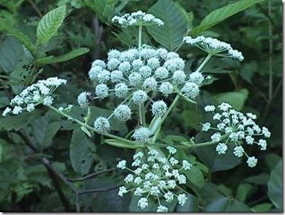 盘点地球上16种最致命的动植物