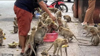 ​泰国小镇被3500只猴子占据，商场关门，游客吓跑