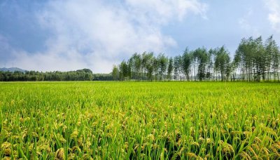 ​带壳的贵如金是什么 带壳贵如金啥意思
