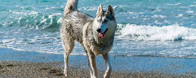 ​狼有哪些品种 中国狼犬图片