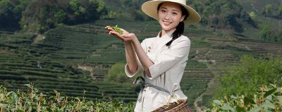 ​碧螺春采摘的特点 碧螺春 间种