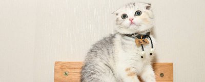 ​母猫绝育后注意事项 母猫绝育后伤口恢复图