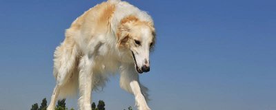 ​黑狼犬和墨界犬的区别 黑狼犬和墨界黑狼犬的区别在哪