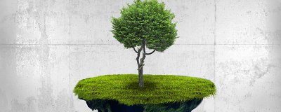 ​榉树生长成材要几年 榉树生长成材要几年才能开花呢视频