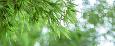 ​竹子鞋柜发霉怎么处理 竹鞋架长虫了怎么办