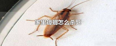 ​如何灭家里的蟑螂妙招 如何灭掉家里的蟑螂