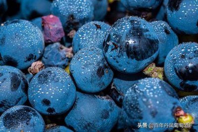 ​巴诗歌葡萄酒(汉朝葡萄酒的诗歌)
