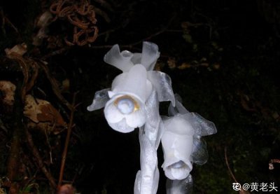 ​幽灵兰花的样子与价值（神秘的幽灵兰花价值多少）