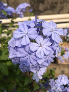 ​夏天最耐热的花卉排名（耐热又耐晒的9种花卉品种）