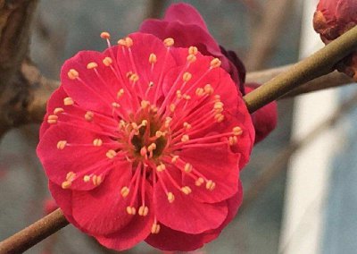 ​花中君子指的是什么植物（梅兰竹菊高尚品格人人都爱学）