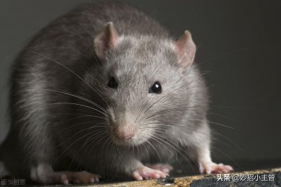 ​老鼠最爱吃什么食物（家里有老鼠给他吃这些东西就好）