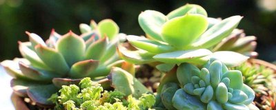 ​多肉怎样养的又大又肥又好看（新手养多肉植物方法和技巧）
