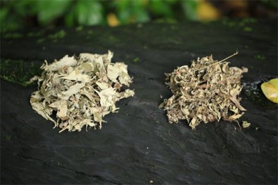 ​茵陈草的图片是什么样子的 茵陈草和艾草的区别