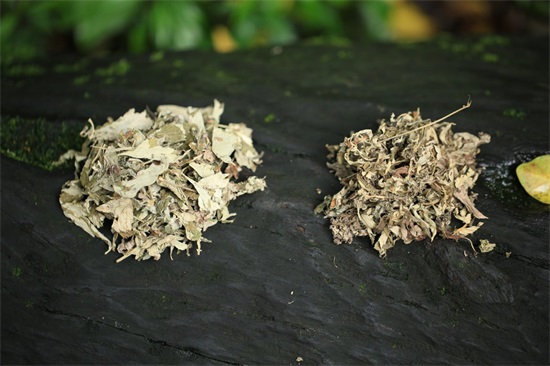 茵陈草的图片是什么样子的 茵陈草和艾草的区别