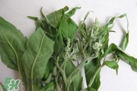 艾草的营养价值 艾草的功效与作用