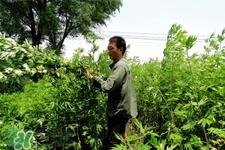 艾草的营养价值 艾草的功效与作用