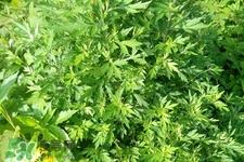 艾草的营养价值 艾草的功效与作用