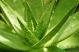 芦荟孕妇可以吃吗?孕妇吃芦荟有什么危害