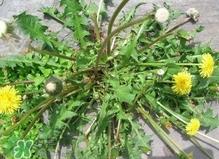 刺儿菜是蒲公英吗？刺儿菜和蒲公英的区别