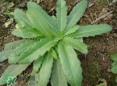 刺儿菜是蒲公英吗？刺儿菜和蒲公英的区别