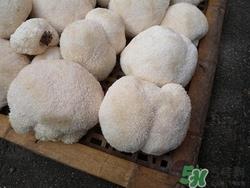 感冒能吃猴头菇吗?感冒吃猴头菇好吗