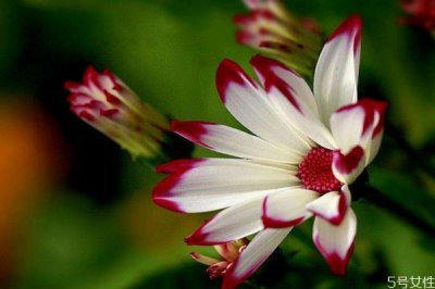 ​瓜叶菊的花语是什么呢 瓜叶菊的种植需要注意什么呢