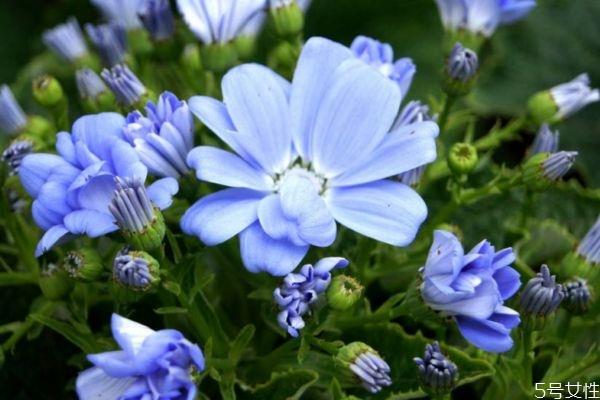 瓜叶菊的花语是什么呢 瓜叶菊的种植需要注意什么呢