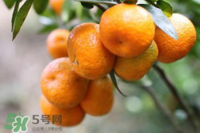 ​睡前能吃橘子吗？晚上吃橘子好吗？