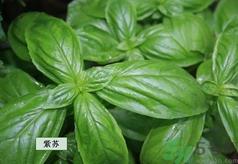 孕妇可以吃紫苏吗？孕妇吃紫苏的好处及注意事项